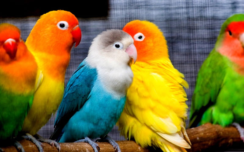 PRETTY PARAKEETS, birds, colors, parrots, small, parakeets, HD wallpaper