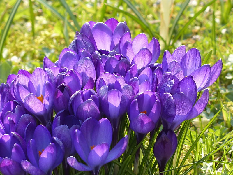 Blue crocus, flowers, spring, crocus, blue, HD wallpaper | Peakpx