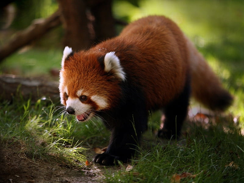 Red panda walk-Animal, HD wallpaper