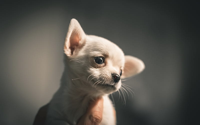 Chihuahua, close-up, puppy, white chihuahua, dogs, cute animals, pets, Chihuahua Dog, HD wallpaper