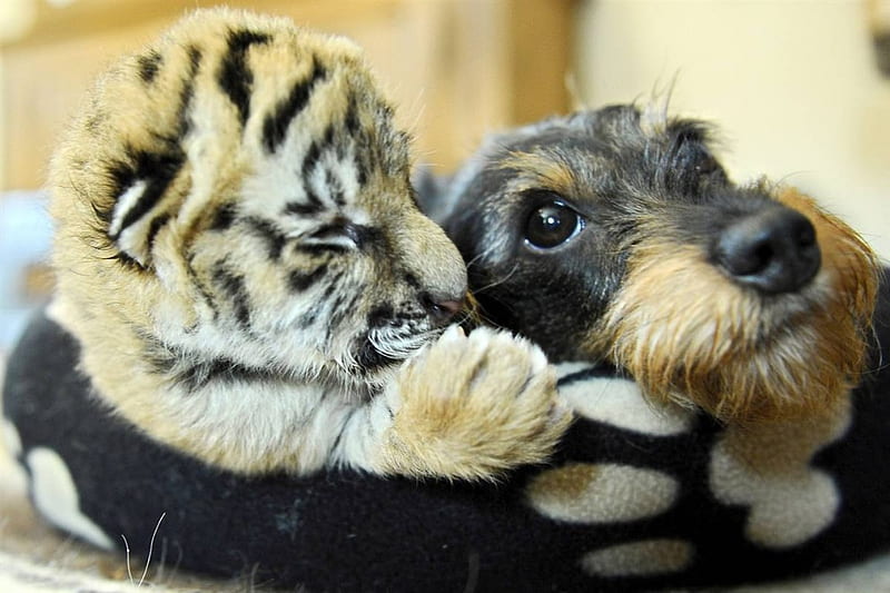 Cute, tiger, dog, HD wallpaper
