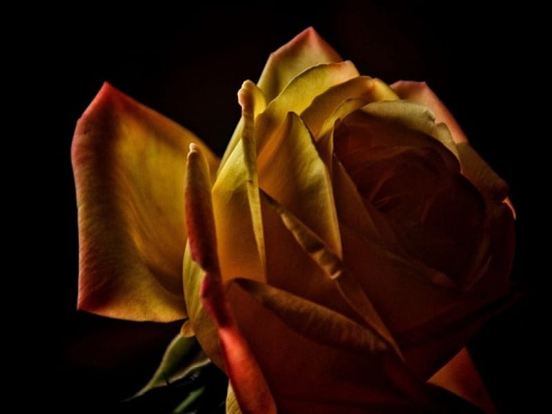 Lovely Rose, flower, petals, close up, rose, HD wallpaper Lovely Rose, flower, petals, close up, rose, HD wallpaper