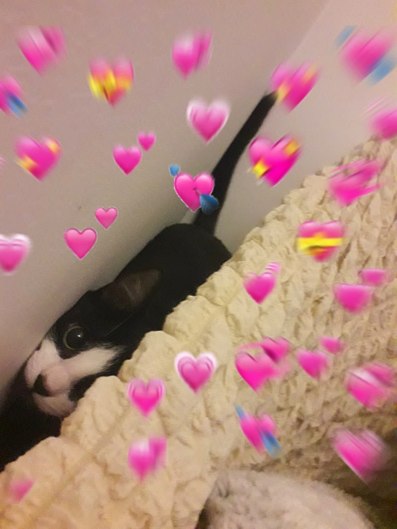 Felix is cute, bonito, black, cat, cringe, cutie, eyes, corazones, white, HD phone wallpaper