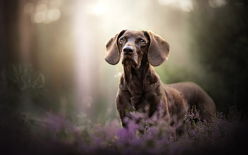 brown dachshund, forest, wildflowers, cute animals, dogs, pets, brown dog, dachshund, HD wallpaper