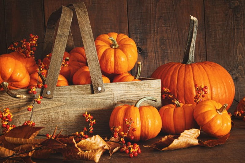 Autum Pumpkins, fall, autumn, harvest, leaves, halloween, pumpkin, HD wallpaper
