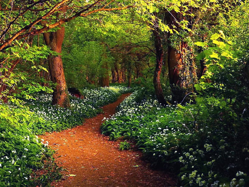 Wild garlic woods, pretty, grass, woods, sunny, bonito, nice, green, wild, path, flowers, forest, lovely, greenery, trees, summer, nature, garlic, branches, HD wallpaper