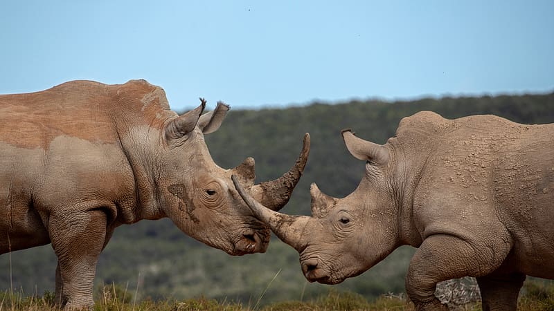 White Rhinoceros Shamwari Game Reserve South Africa Bing, HD wallpaper