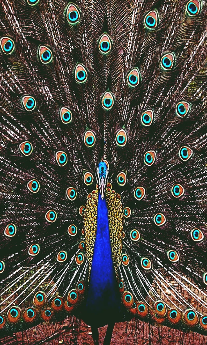 peacock, animal, bird, cool, feathers natural, nature, new, peacock, wild, HD phone wallpaper