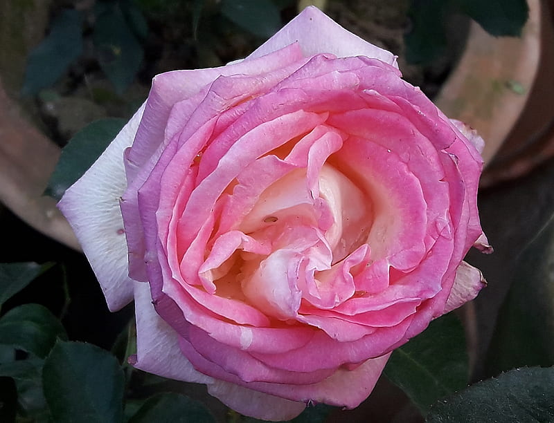 Rose-24, Rose, flowers, red, pink, HD wallpaper