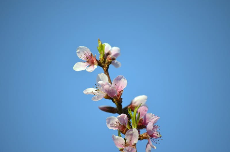 peach tree flower, flower, tree, nature, peach, HD wallpaper