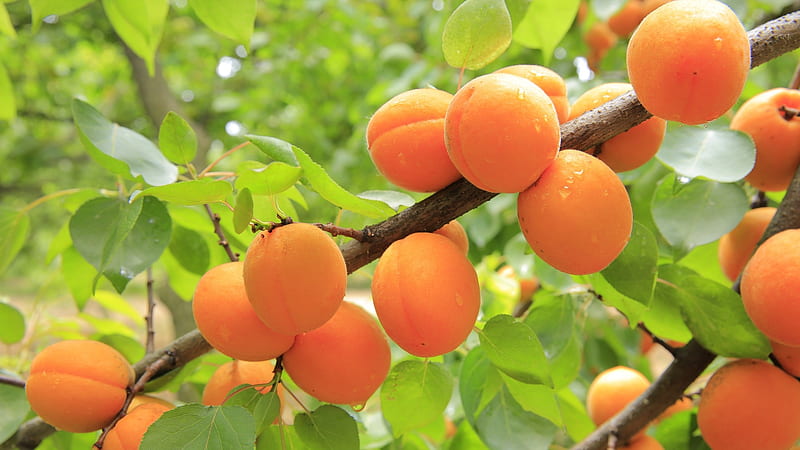 apricots, tree, fresh, fruits, Food, HD wallpaper