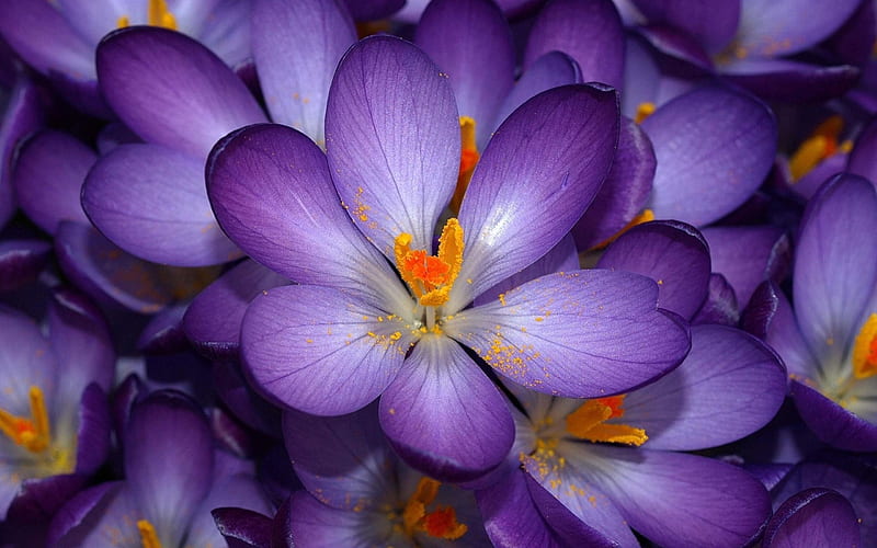 Crocus Sativus, garden, petals, blossom, saffron, HD wallpaper