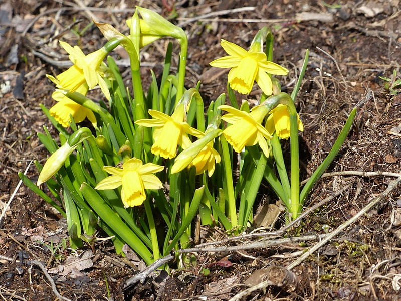Daffodil, green, flowers, yellow, garden, spring, HD wallpaper