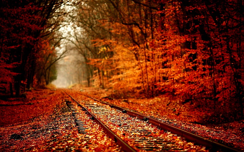 Autumn Trees and Train Tracks, Train, Trees, Tracks, Autumn, HD wallpaper