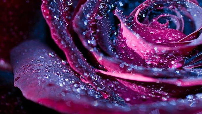 ~Magenta Rose~, romantic, rose, raindrops, magenta, bonito, soft, unique, delicate, sparkles, in love, love, beauty, HD wallpaper