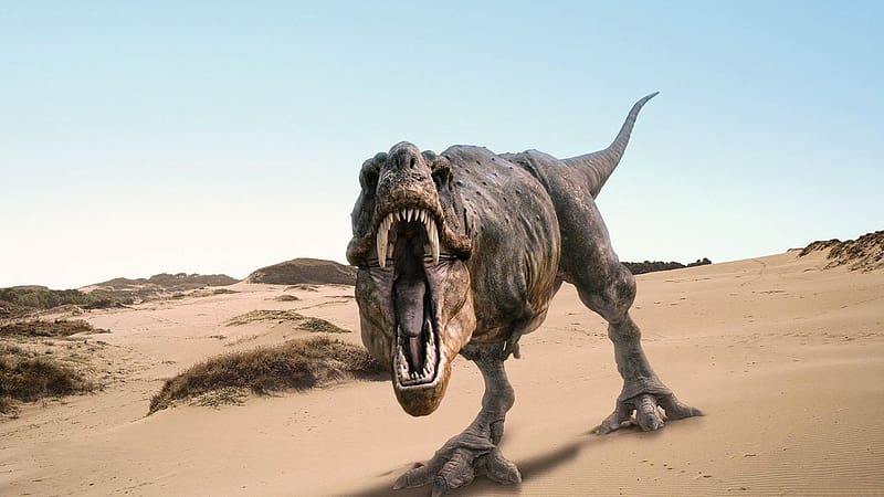 Dinosaurs, Animal, Tyrannosaurus Rex, HD wallpaper