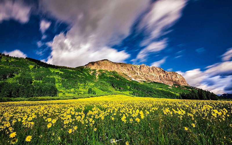 Yellow Flowers Meadow With Clouds And Mountains, Yellow, Flowers, Clouds, Meadow, Mountains, HD wallpaper
