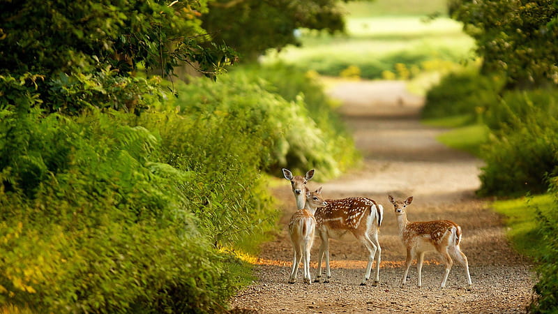 Three Deers Are Standing On Pathway Deer, HD wallpaper