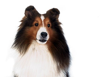 Lassie - A Dog With Colorful Background