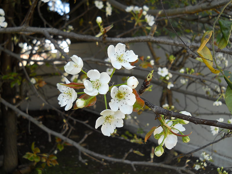 Pear Blossoms., leaves, pear, white, branch, HD wallpaper