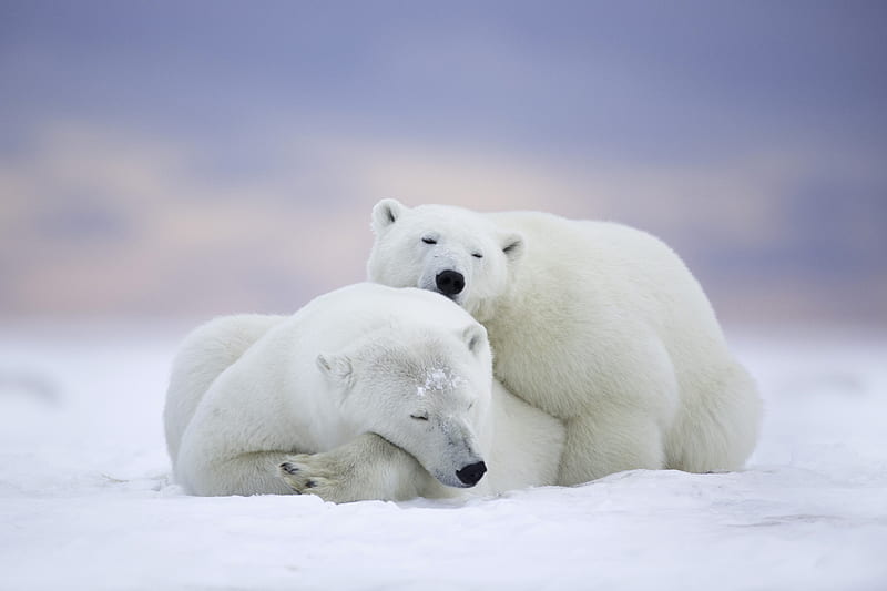 Polar Bears Cold Snow, polar-bear, animals, cute, cold, HD wallpaper