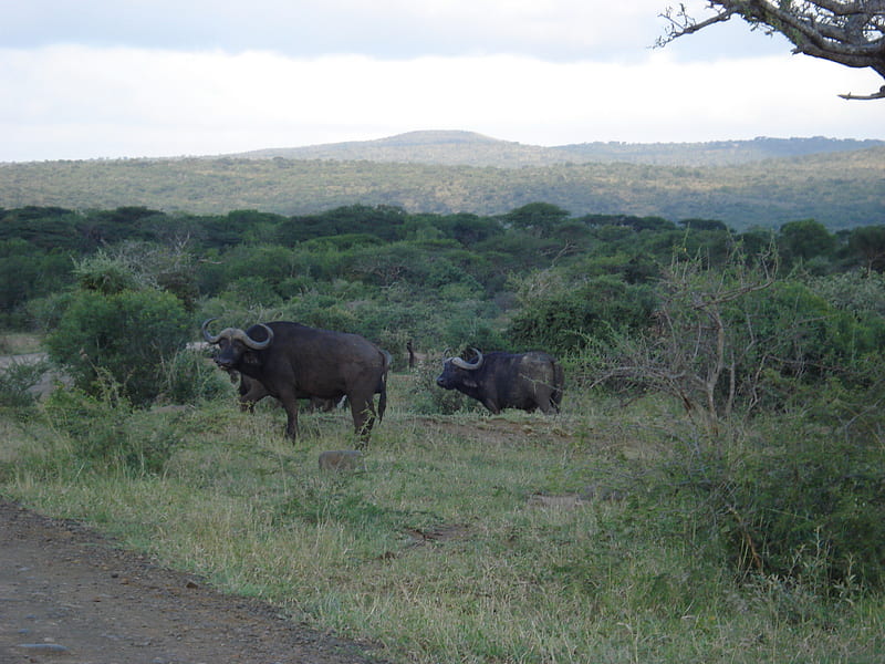 African buffalo habitat, cape buffalo, ecology, wild, syncerus caffer, african, ecosystem, animal, HD wallpaper