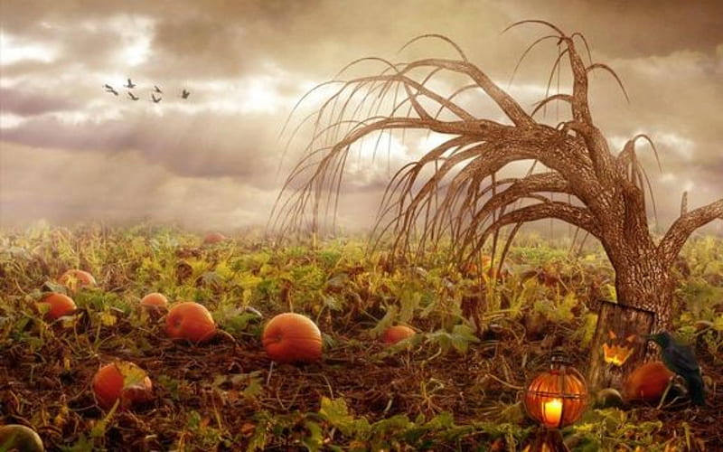 Pumpkin Patch, Pumpkin, Sky, Clouds, Orange, Halloween, Tree, Patch, HD wallpaper