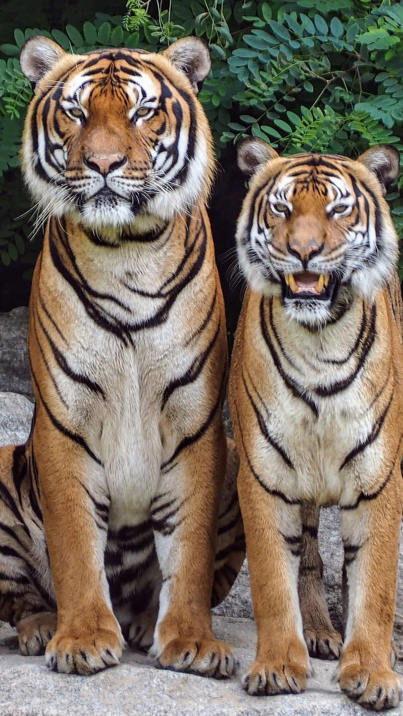 Wild Animals, Two Tigers, cat family, HD phone wallpaper