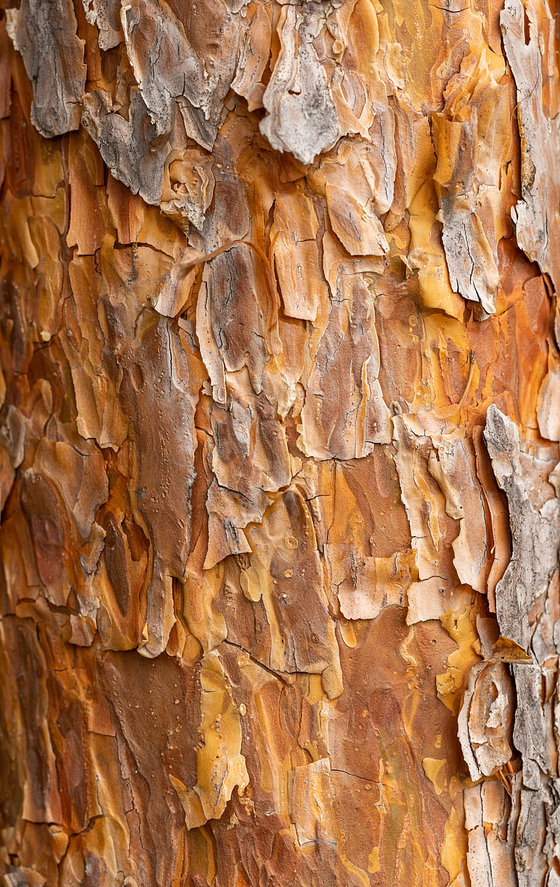 Abstract background of vivid orange bark of pine tree covered with cracks and dry scales, HD phone wallpaper