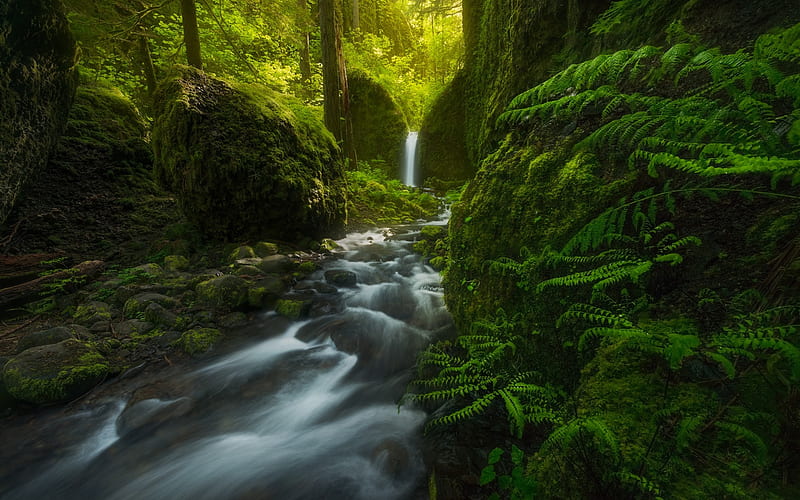 Mossy Grotto Falls, waterfall, green forest, fern, mountain river, rock, Oregon, USA, HD wallpaper
