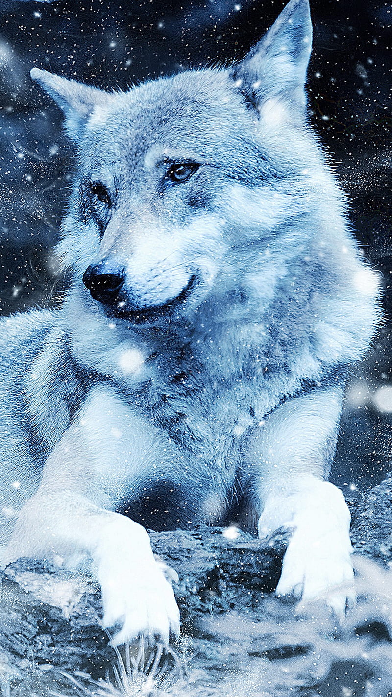 Snow Wolf Posing , wildlife, predator, nature, animal, wild, white, HD phone wallpaper
