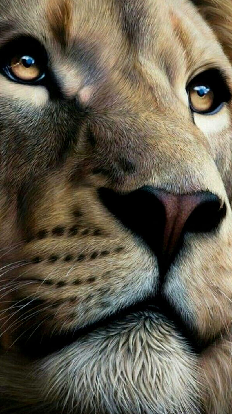 calm lion, animal, face, king, wild, HD phone wallpaper