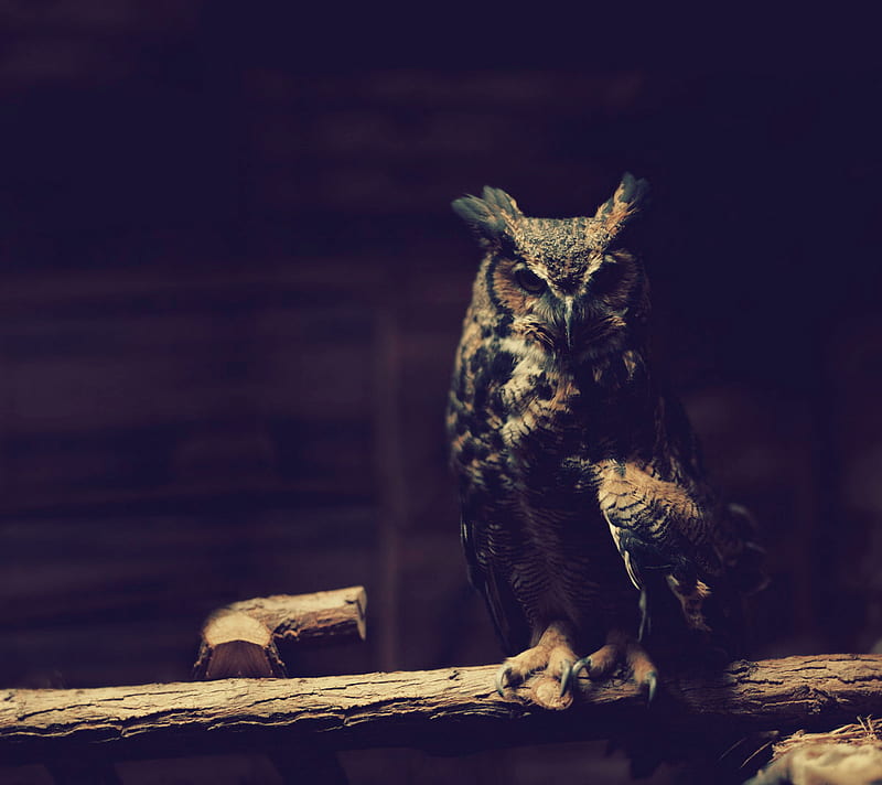 Owl, dark, sowa, HD wallpaper