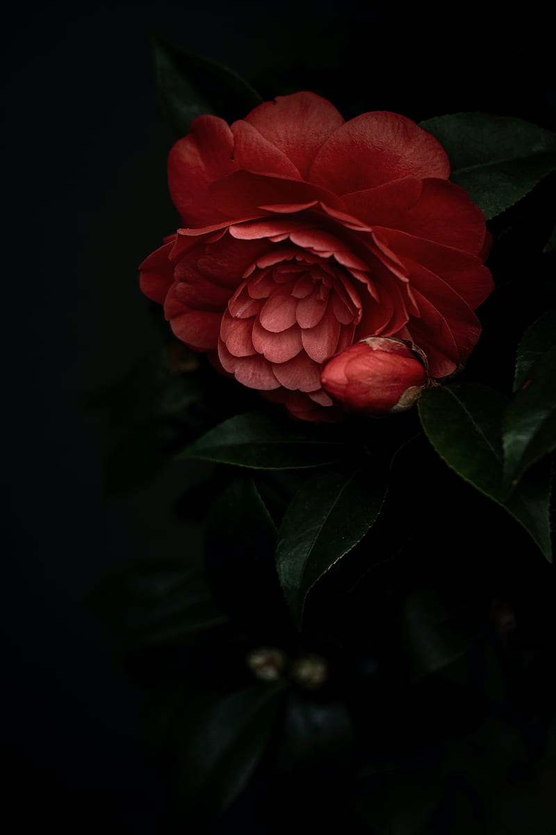 camellia, flower, pink, plant, bloom, HD phone wallpaper