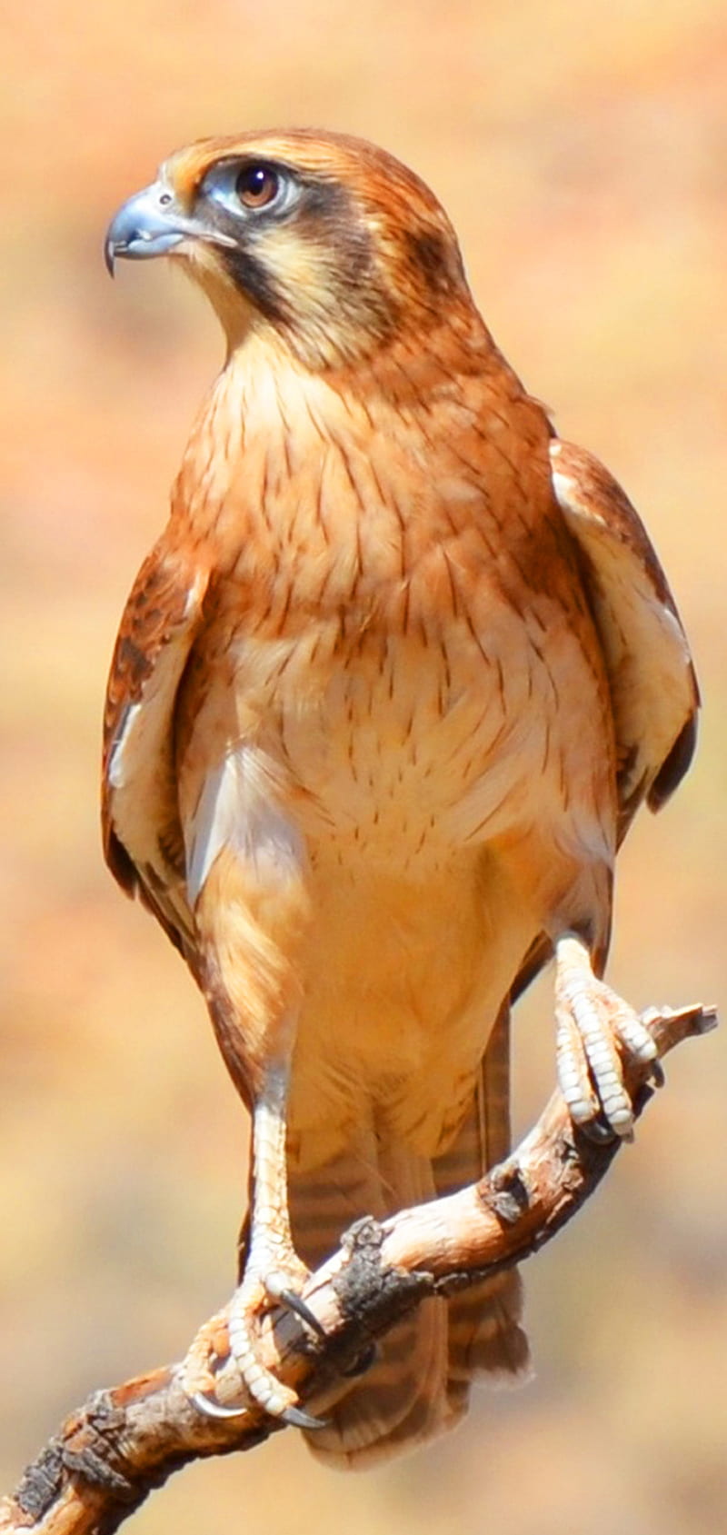 Falcon Brown, birds, eagle, hawk, HD phone wallpaper