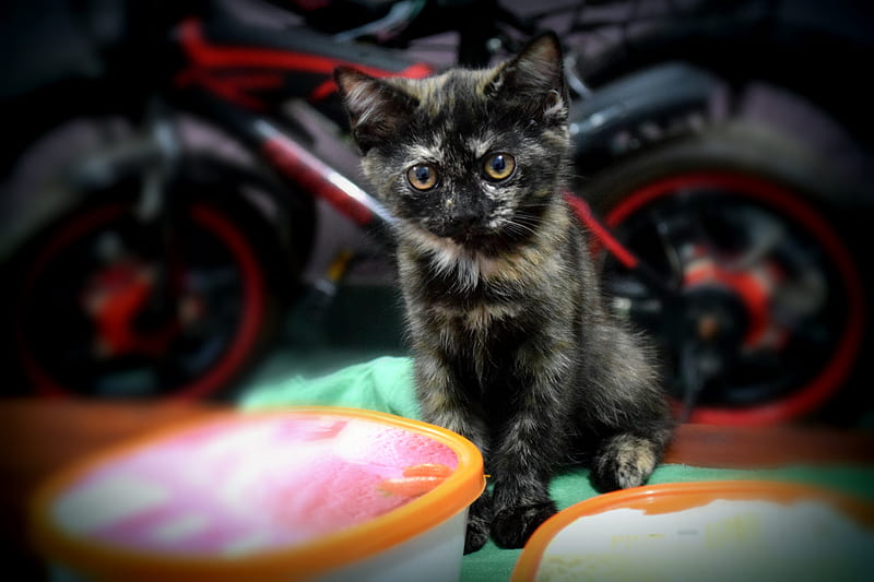 Decent Kitten, persian, bella, black, decent, cat, kitten, HD wallpaper