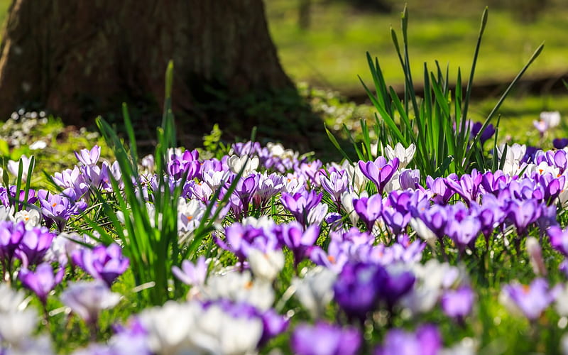 purple wild flowers, crocus, saffron, green grass, spring, lawn, HD wallpaper