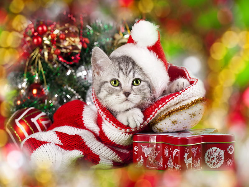 Christmas kitty, christmas, holiday, fluffy, decoration, kitty, adorable, cat, winter, sweet, hat, cute, pet, santa, bokeh, kitten, HD wallpaper
