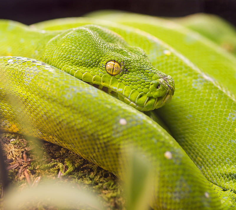 Snakes 4, animals, pets, reptiles, scary, slimy, HD wallpaper