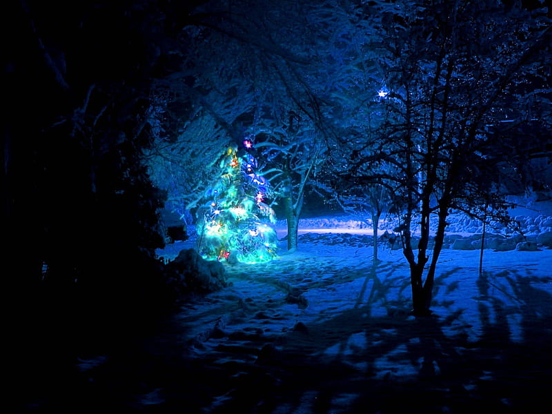 Glowing christmas tree, forest, christmas tree, christmas, sugar, cinnamon, new year, lights, winter, glass, snow, HD wallpaper