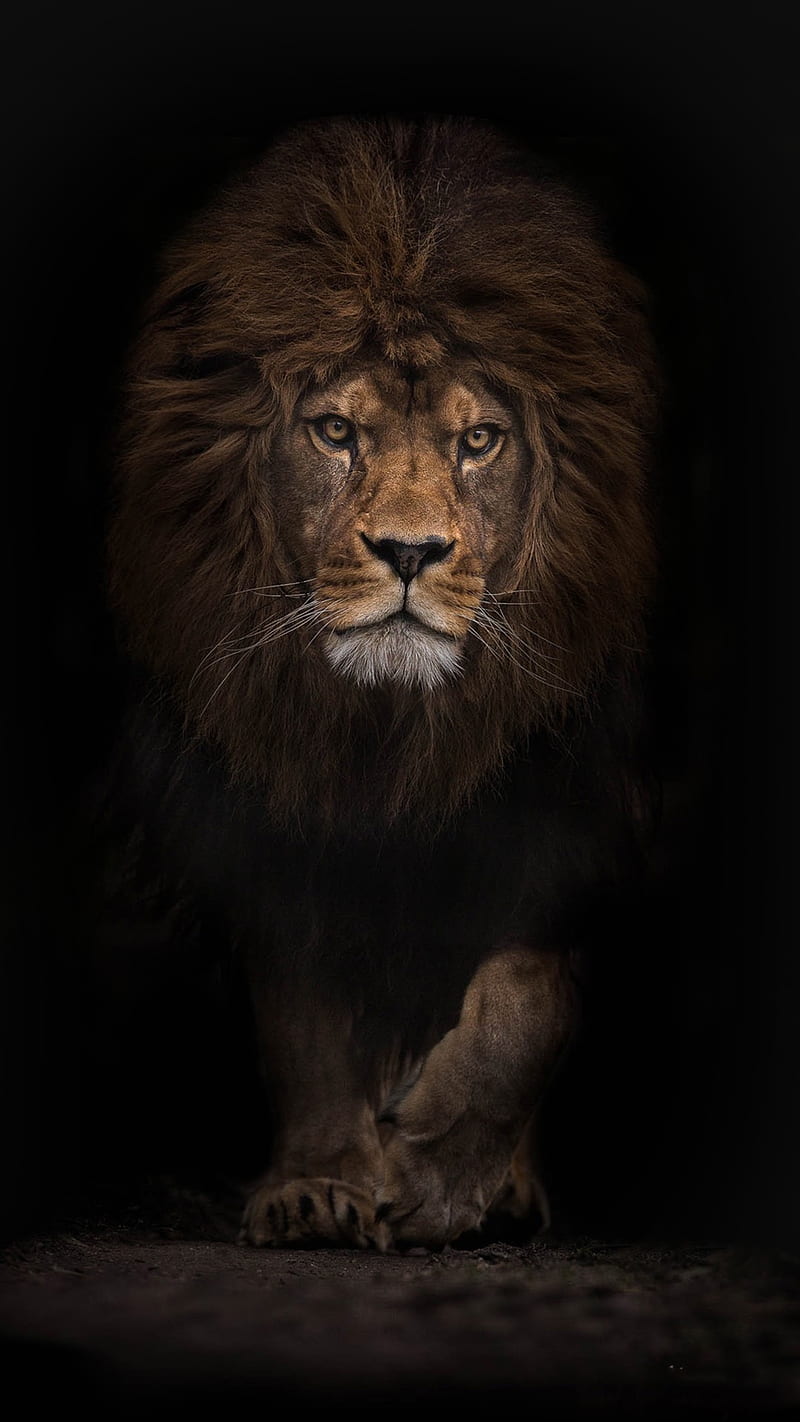 Lion, angry, black, face, fearless, fuego king, land, lions, HD phone wallpaper