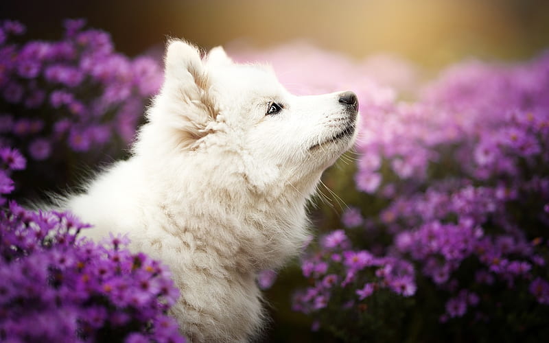 Samoyed, white fluffy dog, pets, friendly dogs, Samoyed dog, HD wallpaper