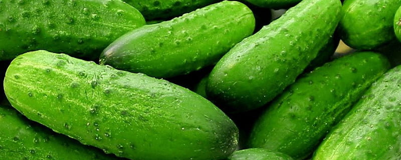 Fresh Cucumbers, Fresh, Vegetables, Abstract Cucumbers, HD wallpaper