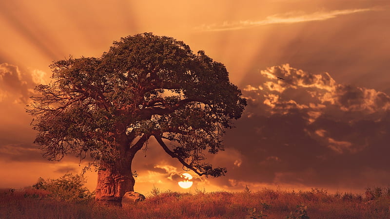 baobab tree, sunset, sunrays, clouds, scenery, field, Landscape, HD wallpaper