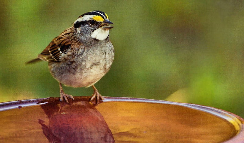 White-throated Sparrow, birdbath, animal, graphy, bird, avian, wide screen, wildlife, sparrow, HD wallpaper