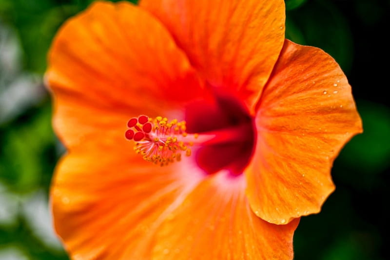 Orange Hibiscus, Orange, Hibiscus, Flowers, Flower, HD wallpaper | Peakpx