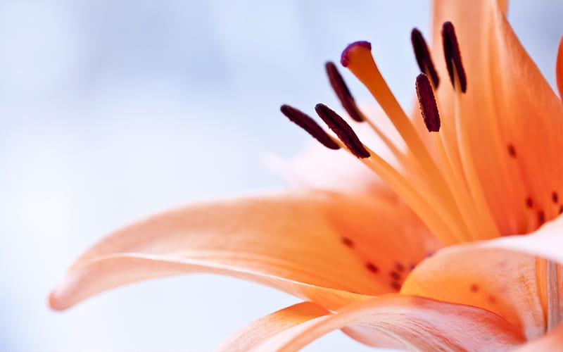 lily flower close up-Beautiful flowers, HD wallpaper
