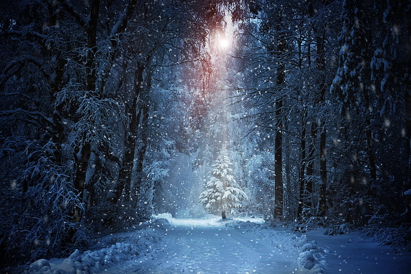 Shining Brightly, forest, tree, snow, winter, graph, HD wallpaper