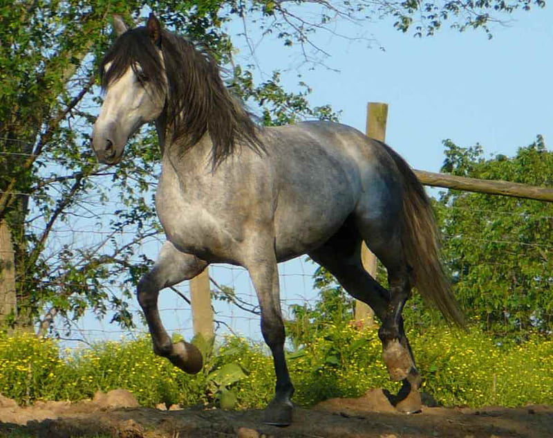 Gray Andalusian, stallion, cavalo, horse, animals, HD wallpaper