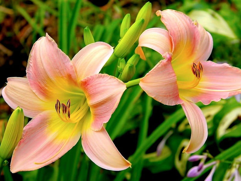 Pink lily-Blooming flowers, HD wallpaper